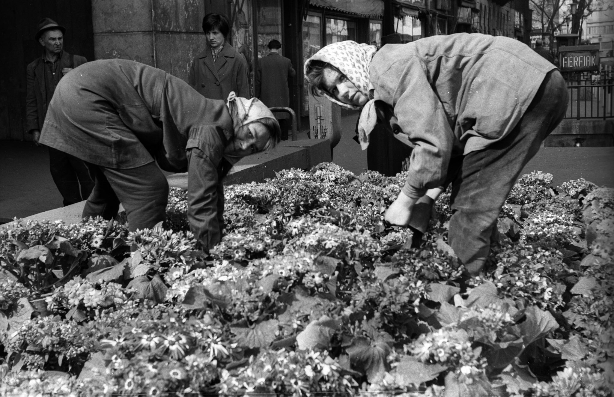 Virágágyás a Kossuth Lajos utca - Károly (Tanács) körút sarkánál. 1968
forrás: Fortepan / Erdei Katalin