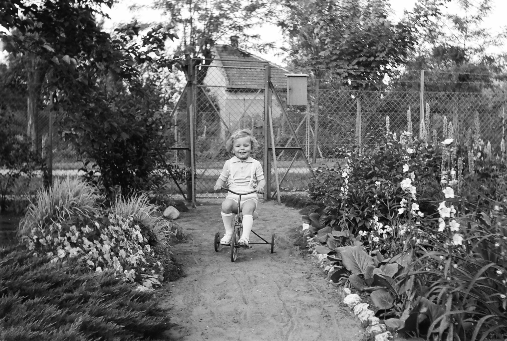 Tricikliző kisfiú a virágok közt 1972.
forrás: Fortepan / Umann Kornél