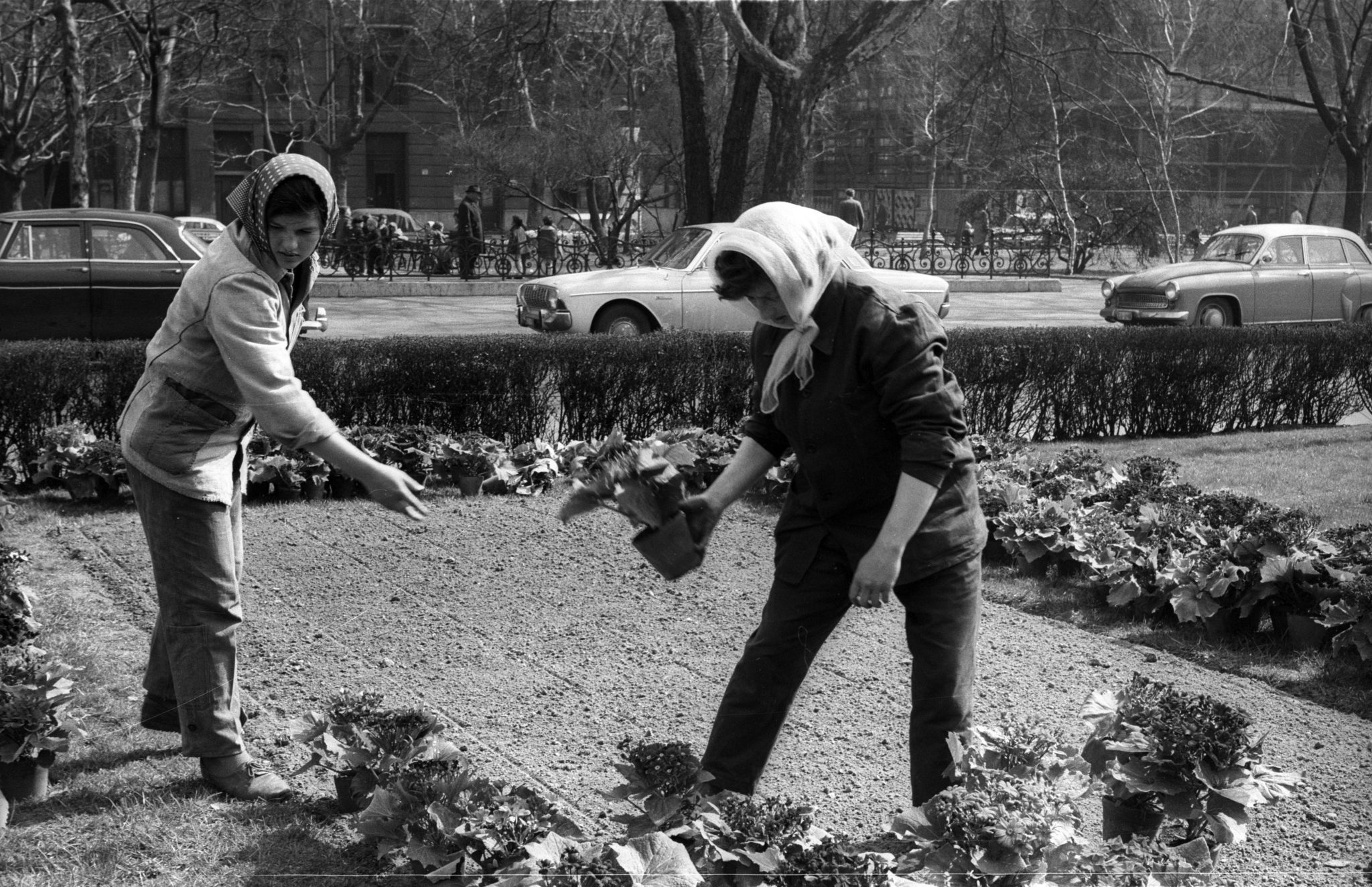 Szabadság tér.1968
forrás: Fortepan / Erdei Katalin