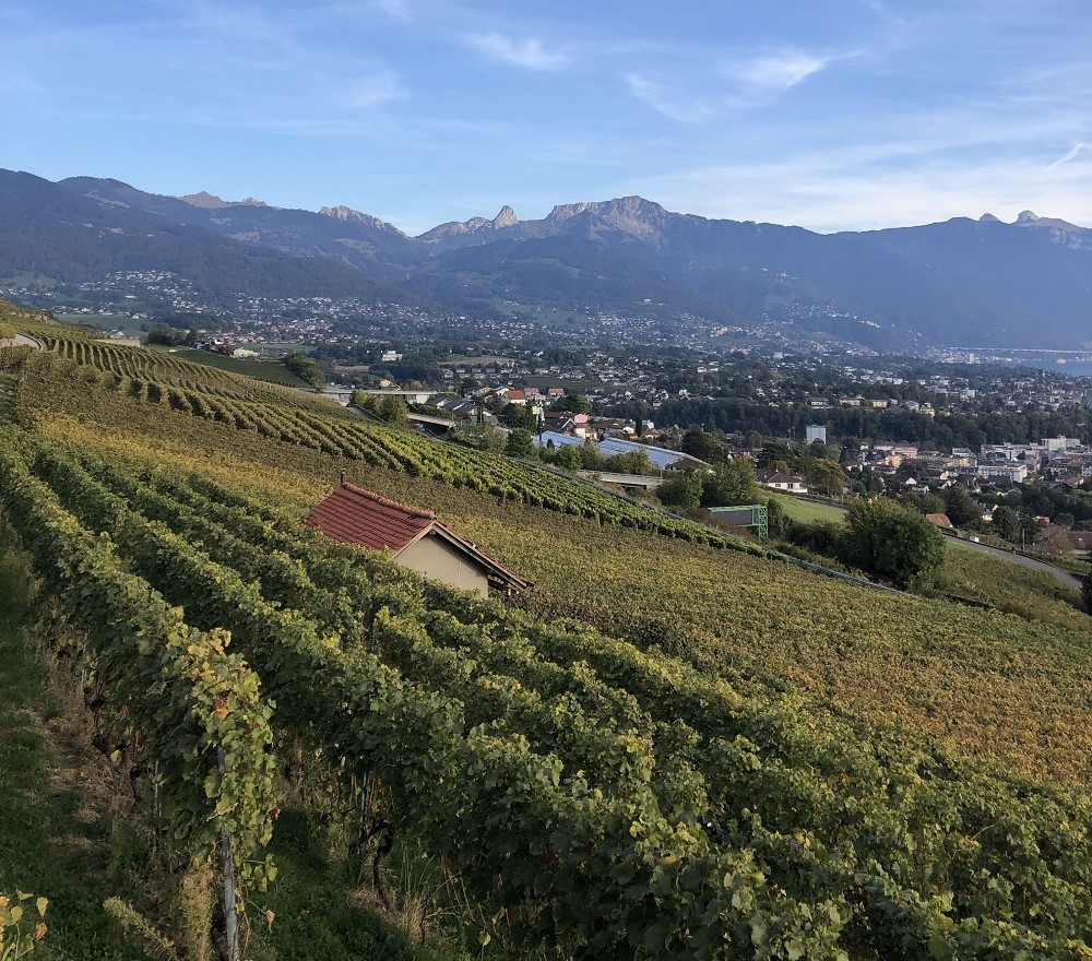 Chardonne