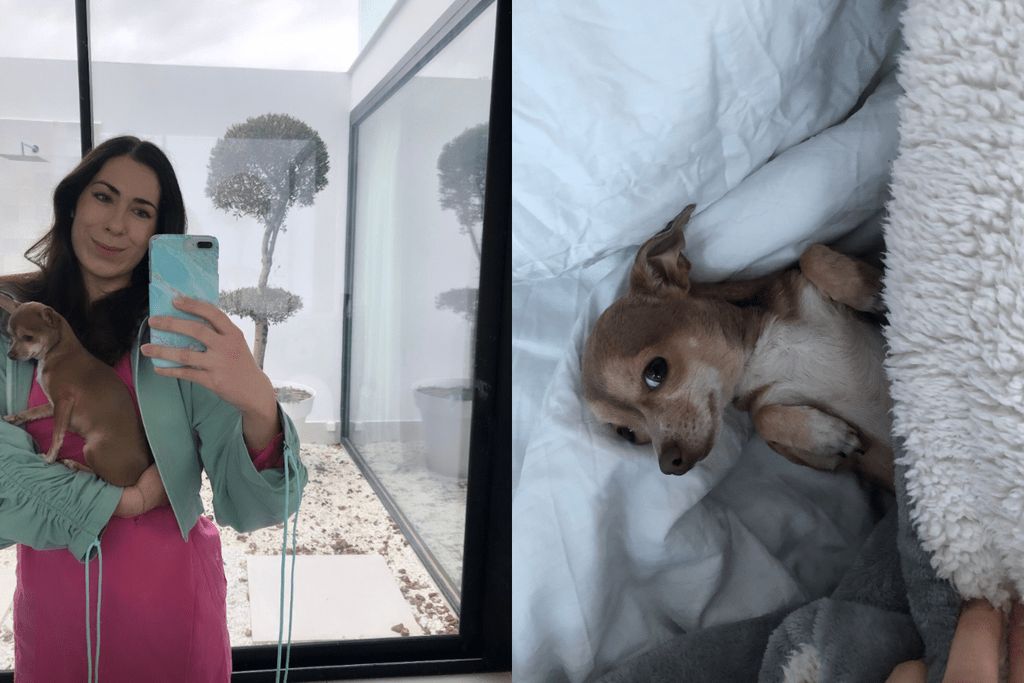 pet-sitter