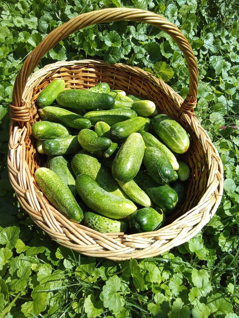 kamratöltögető