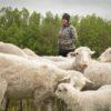 Horog Annamária-birka-terelés-border collie