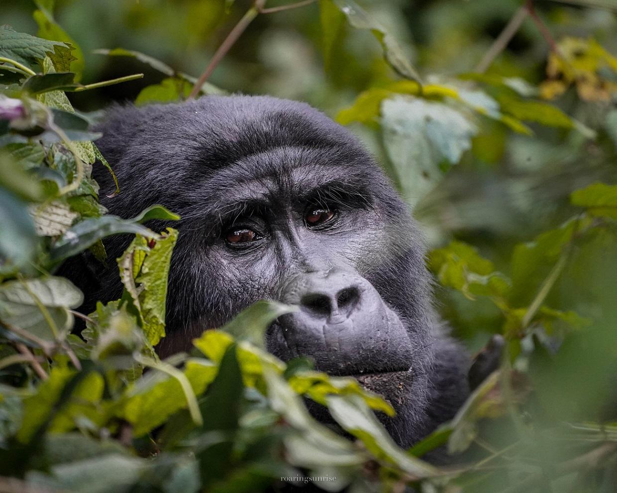 Gréta természetfotós Uganda gorilla