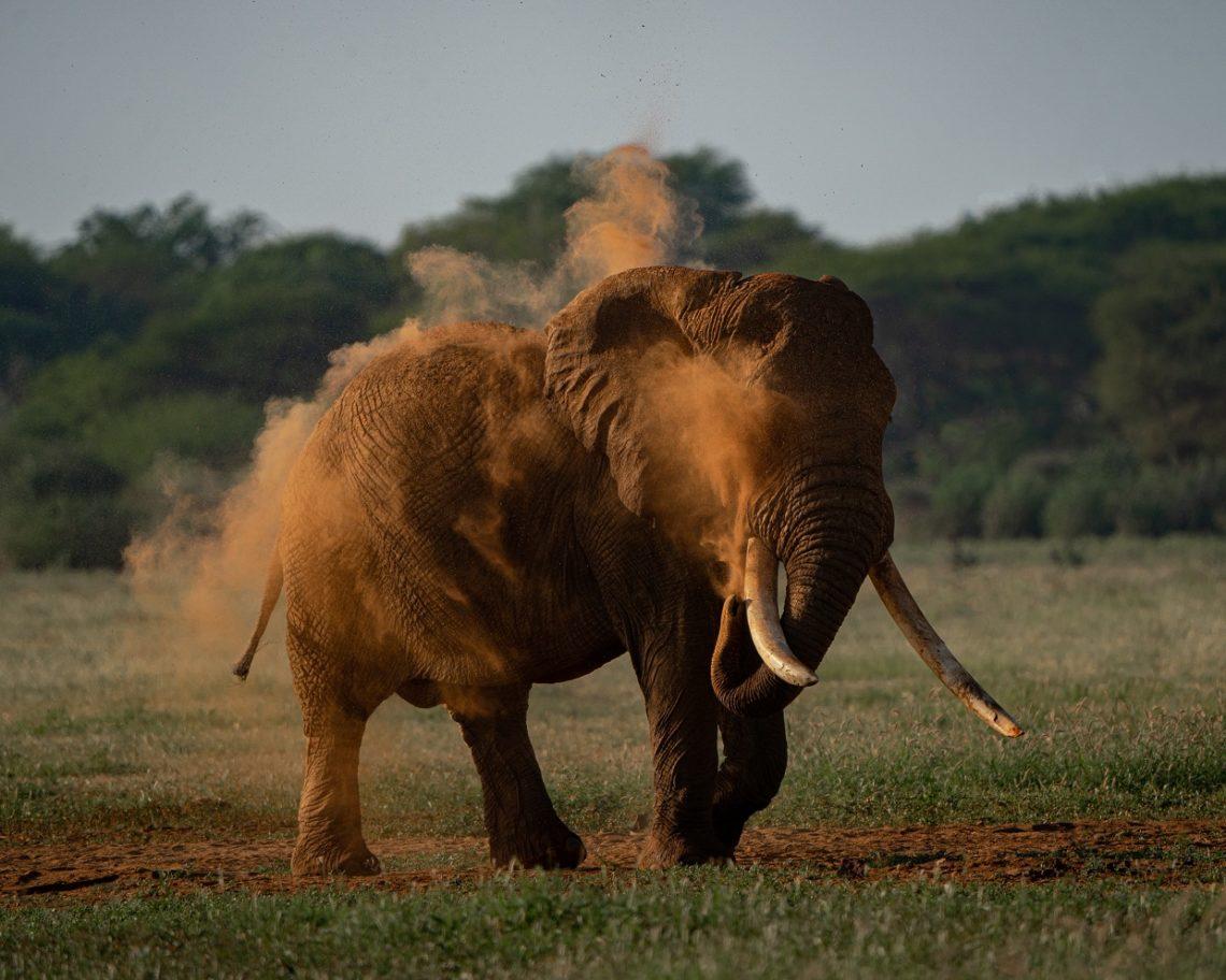 Holes Gréta fotója Afrikából természetfotós